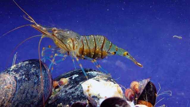 Rockpool shrimp (Palaemon elegans), shrimp looking for food among mussels, Black Sea