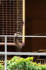 Squirrel on house's balcony railing with blurred background