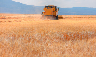 Combine harvester harvesting wheat field with amazing blue sky
