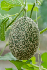 Fresh melons plants