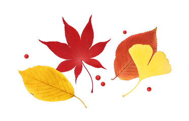 落ち葉 イラスト リアル セット 白バック