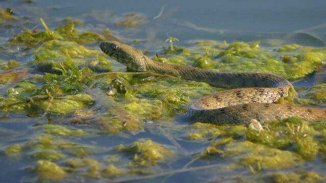 Dice Snake (Natrix tessellata) is resting on floating aquatic plants, shooting with its tongue, close-up.