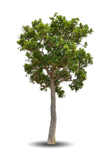Obraz premium Single big tree isolated on white background. Tropical wood plant for advertising, architecture design, clipping path. Green leaf forest and foliage. Large trunk growth lone in spring or summer
