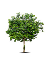 Fototapeta na wymiar Single big tree isolated on white background. Tropical wood plant for advertising, architecture design, clipping path. Green leaf forest and foliage. Large trunk growth lone in spring or summer