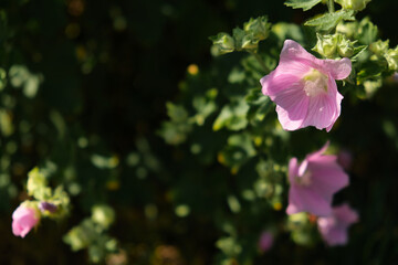 Vibrant pink purple blooming calibrachoa flowers and a bee collecting nectar from it close up in decorative flower pot floral background with petunia