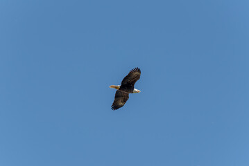 Bald Eagle Flying In A Blue Spring Sky