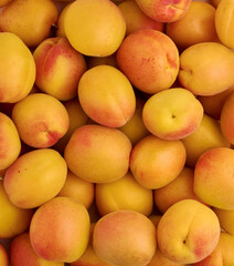 Naklejka na ściany i meble Sweet and juicy, fresh mountain Sulakskie apricots, background