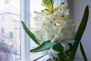 White hyacinth flower bloomed on window, Bouquet of delicate white flowers, Spring flower, Blooming Hyacinthus