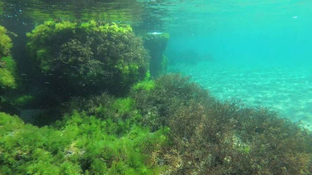 Rocks in shallow water covered with picturesque thickets of green algae (Enteromorpha, Ulva).
