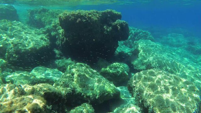 Snorkeling: camera moves over a rocky underwater landscape with numerous fish and algae.