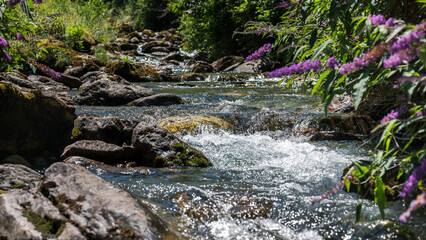 Fresh mountain stream in summer amidst vegetation