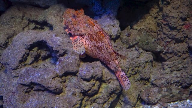 detalle de un pez cabracho sobre unas rocas.