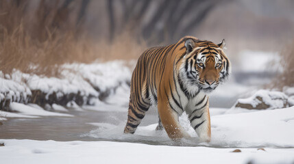 Fototapeta na wymiar Single white tiger walking in the snow in the middle of winter. Generative AI.
