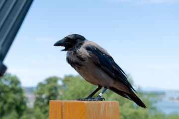 Obraz premium raven with a foot tag standing on a wooden object 