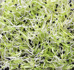 Photograph of sprouted leek seeds for culinary illustrations