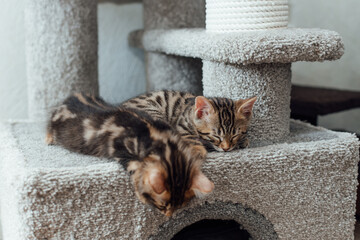Cute bengal kitten sleeping on a soft cat's shelf of a cat's house.