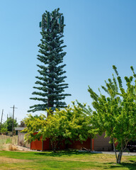 Fototapeta na wymiar Cell tower made to look like a pine tree