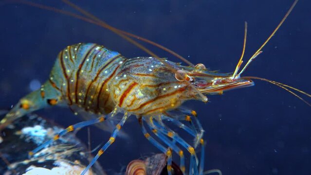 Rockpool shrimp (Palaemon elegans), shrimp looking for food among mussels, Black Sea