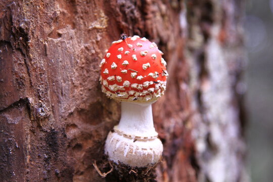 Various Fungi That Grow On Tree Bottoms And Trunks.