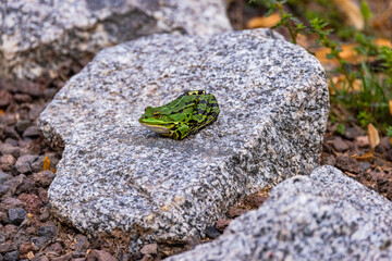 Green water frog on a stone