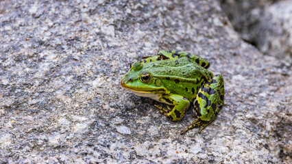 Close-up of a water frog sitting on a stone