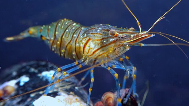 Rockpool shrimp (Palaemon elegans), shrimp looking for food among mussels, Black Sea