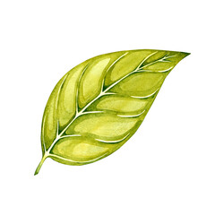 Obraz premium beautiful leaf watercolor illustration