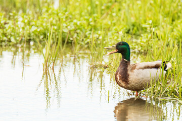 Obraz premium Canard Colvert cancanant - Espace Naturel Sensible de la Baie de Wissant