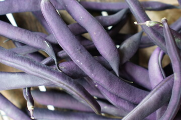 Buschbohne, blaue Bohnen, Bohnen von violetter Farbe, Purple Teepeh