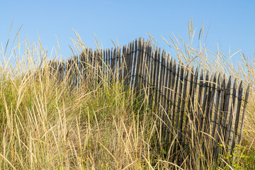 Ganivelles et oyats sont utilisés pour stabiliser les dunes - obrazy, fototapety, plakaty