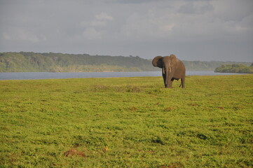 Elefant im Loango Nationalpark