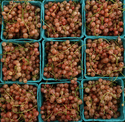 pink currants in containers at farmers market (red, yellow, blue berries, healthy eating, produce, champagne currant berry) for sale