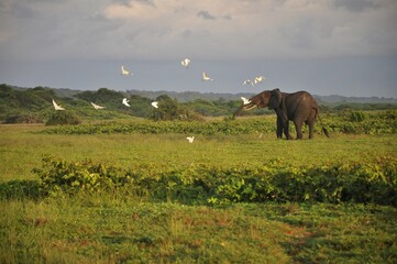 Elefant