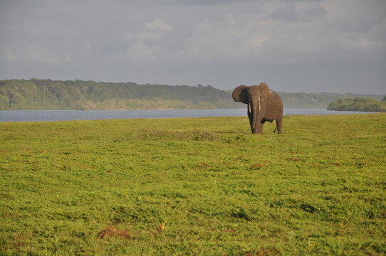 Elefant im Loango Nationalpark