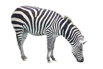 Fototapeta na wymiar Plains Zebra (Equus quagga)