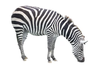 Tuinposter Plains Zebra  (Equus quagga) © hadot