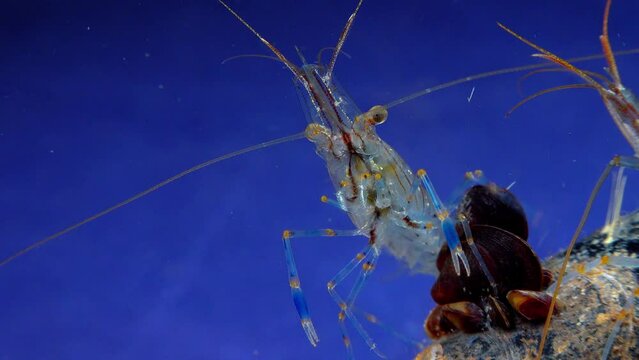 Rockpool shrimp (Palaemon elegans), shrimp looking for food among mussels, Black Sea