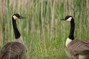 Canada geese looking at each other