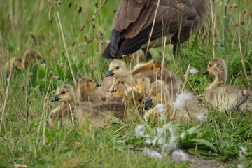 Fototapeta premium Canada geese with goslings on path