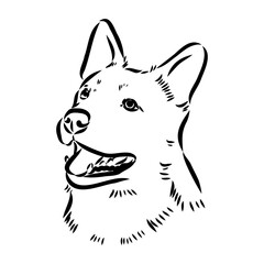 Decorative portrait of standing in profile Australian Cattle Dog, vector isolated illustration in black color on white background