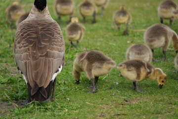 Canada geese with goslings on path