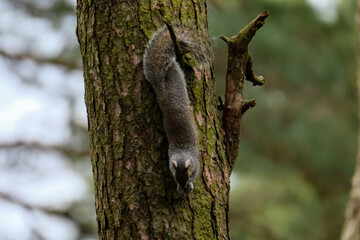 Grey squirrel eating in a tree