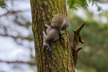 Grey squirrel on the side of a tree