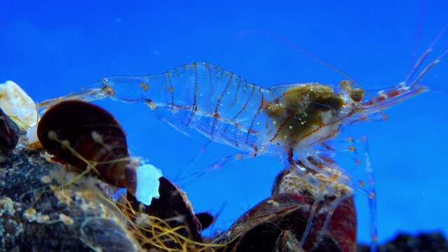 Rockpool shrimp (Palaemon elegans), shrimp looking for food among mussels, Black Sea