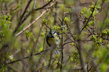 Eurasian blue tit close up in tree