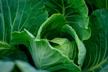 View close up of young cabbage with fresh leaves. Agriculture business. Ripe harvest on a farmer field or greenhouse. - 626607686