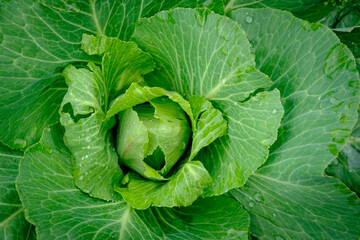 View close up of young cabbage with fresh leaves. Agriculture business. Ripe harvest on a farmer field or greenhouse. - 626607689