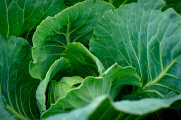View close up of young cabbage with fresh leaves. Agriculture business. Ripe harvest on a farmer field or greenhouse. - 626607690