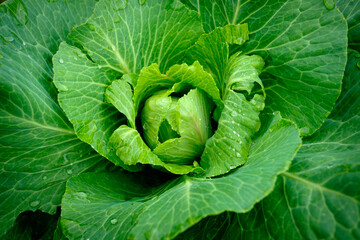 View close up of young cabbage with fresh leaves. Agriculture business. Ripe harvest on a farmer field or greenhouse. - 626607698