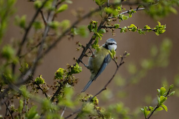 Eurasian blue tit close up in tree
